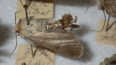 Standfussiana lucernea