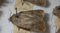 Standfussiana lucernea
