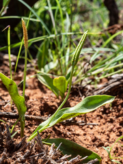 Ophioglossum polyphyllum