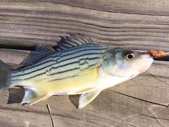 Morone mississippiensis