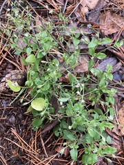 Moehringia trinervia