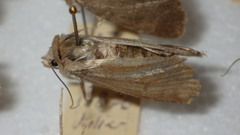 Standfussiana lucernea