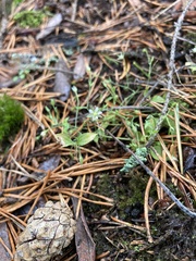 Moehringia trinervia