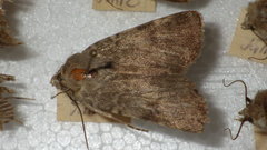 Standfussiana lucernea