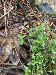 Moehringia trinervia