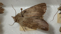 Standfussiana lucernea