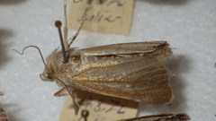 Standfussiana lucernea