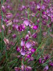 Polygala ephedroides