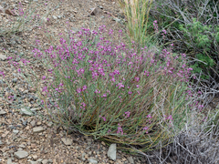 Polygala ephedroides
