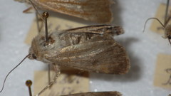 Standfussiana lucernea