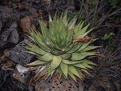 Aloe broomii