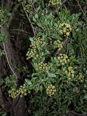 Heteromorpha arborescens arborescens