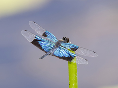 Rhyothemis resplendens