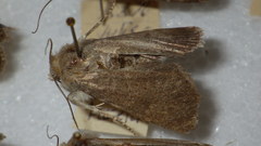 Standfussiana lucernea