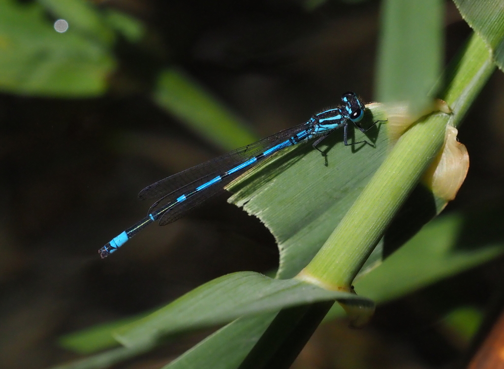 Cretan Bluet
