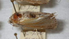 Standfussiana lucernea