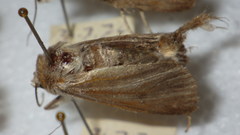 Standfussiana lucernea