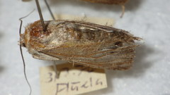 Standfussiana lucernea