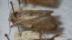 Standfussiana lucernea