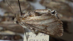 Standfussiana lucernea