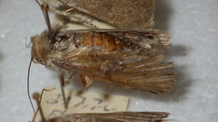 Standfussiana lucernea