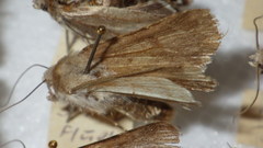 Standfussiana lucernea