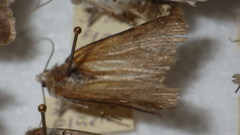 Standfussiana lucernea