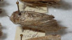 Standfussiana lucernea