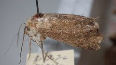 Standfussiana lucernea