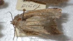 Standfussiana lucernea