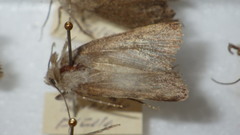 Standfussiana lucernea