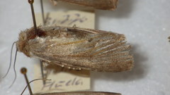 Standfussiana lucernea