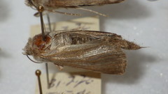 Standfussiana lucernea