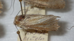 Standfussiana lucernea