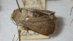 Standfussiana lucernea