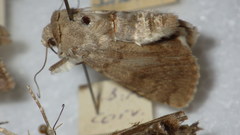 Standfussiana lucernea