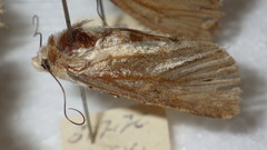 Standfussiana lucernea