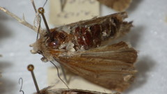 Standfussiana lucernea