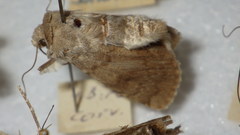 Standfussiana lucernea