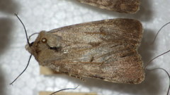 Standfussiana lucernea