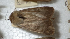 Standfussiana lucernea