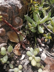 Holothrix schlechteriana