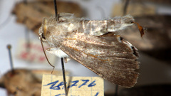 Standfussiana lucernea