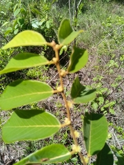Bridelia pervilleana
