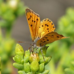 Chrysoritis