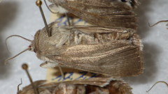 Standfussiana lucernea