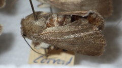 Standfussiana lucernea