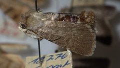 Standfussiana lucernea