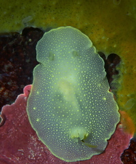 Cadlina laevis