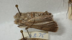 Standfussiana lucernea